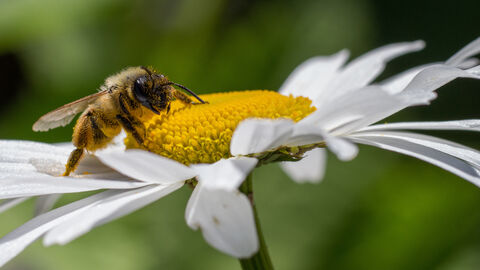 Eine Biene sitzt auf eienr Margerite. An der Biene kleben Pollen.