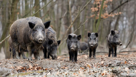 Wildschweine im Wald Wildschweine im herbstlichen Wald